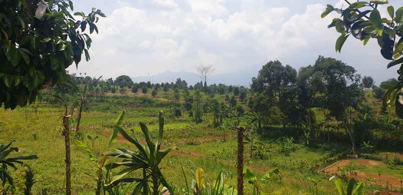 jual tanah puncak cisarua bogor