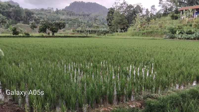 jual tanah sawah ples kolam ikan udah ada gajebonya