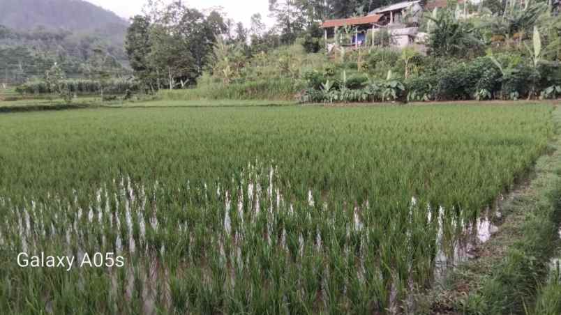 jual tanah sawah ples kolam ikan udah ada gajebonya