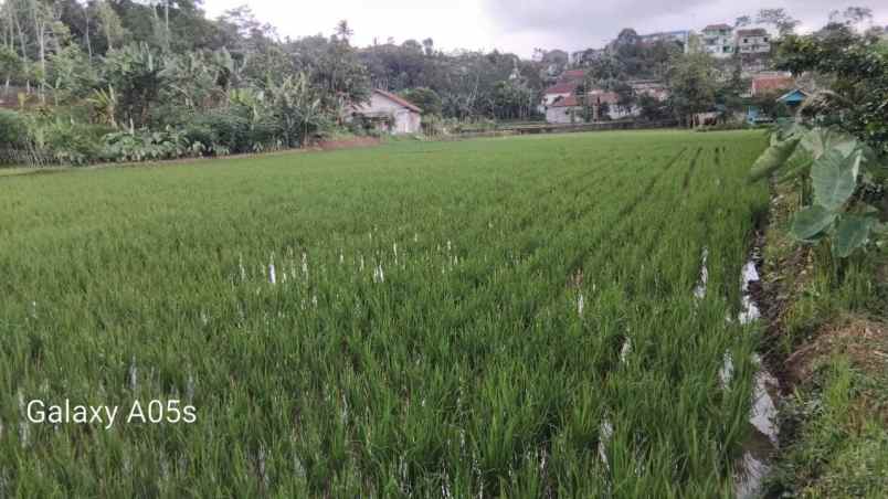 jual tanah sawah ples kolam ikan udah ada gajebonya