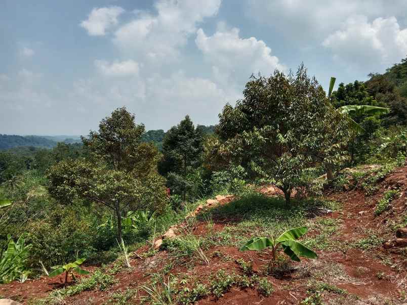 kebun durian curug agung subang jawa barat