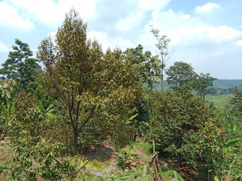 kebun durian curug agung subang jawa barat