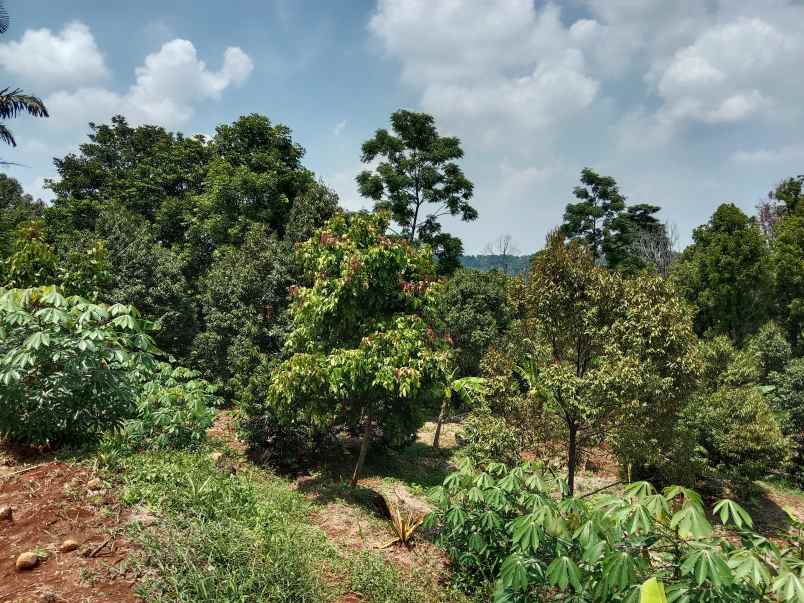 kebun durian curug agung subang jawa barat