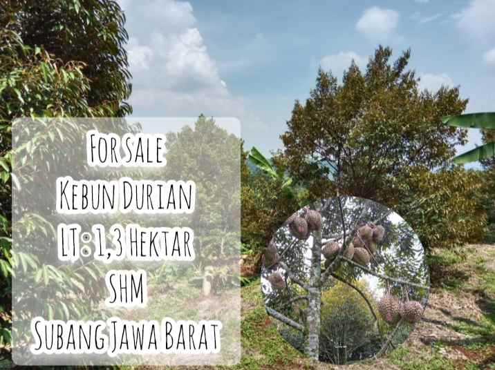 kebun durian curug agung subang jawa barat