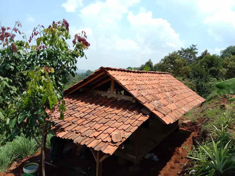 kebun durian curug agung subang jawa barat