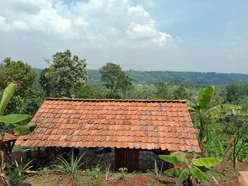 kebun durian curug agung subang jawa barat