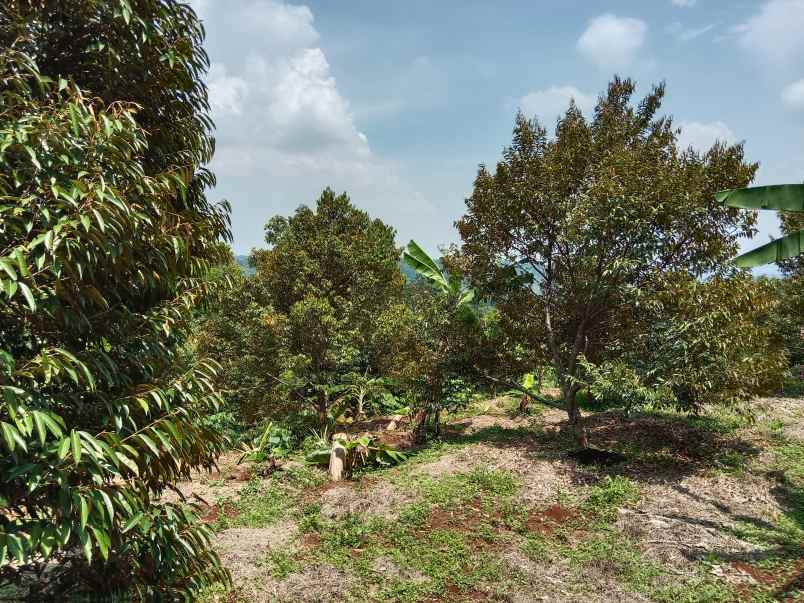 kebun durian curug agung subang jawa barat