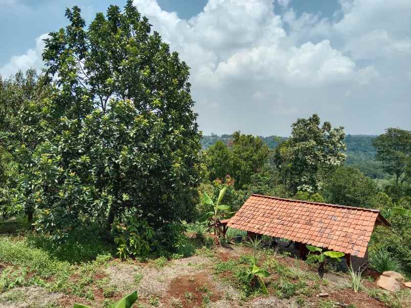 kebun durian curug agung subang jawa barat