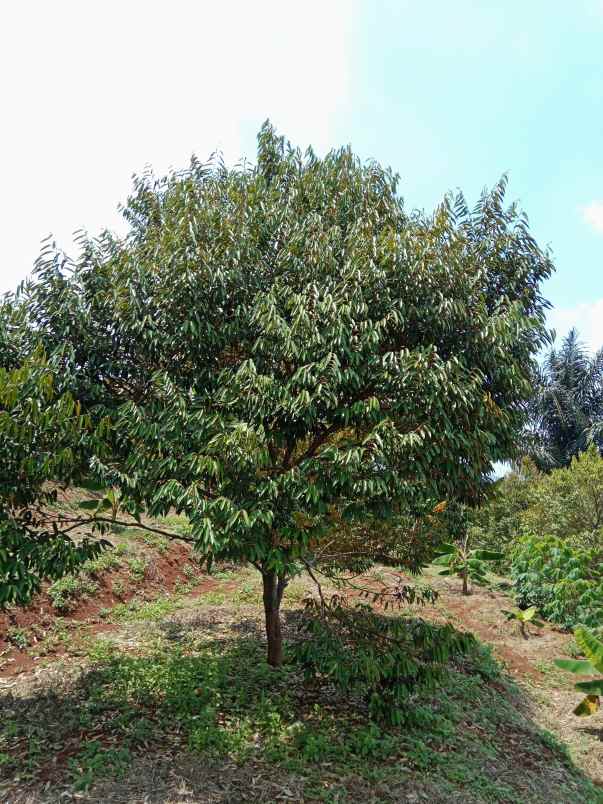 kebun durian curug agung subang jawa barat