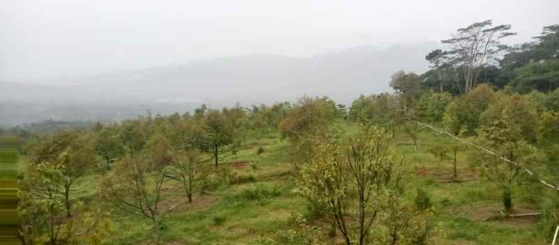 kebun durian produktif subang jawa barat