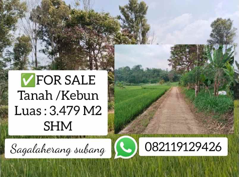 lahan kebun daerah dingin cicadas sagalaherang subang