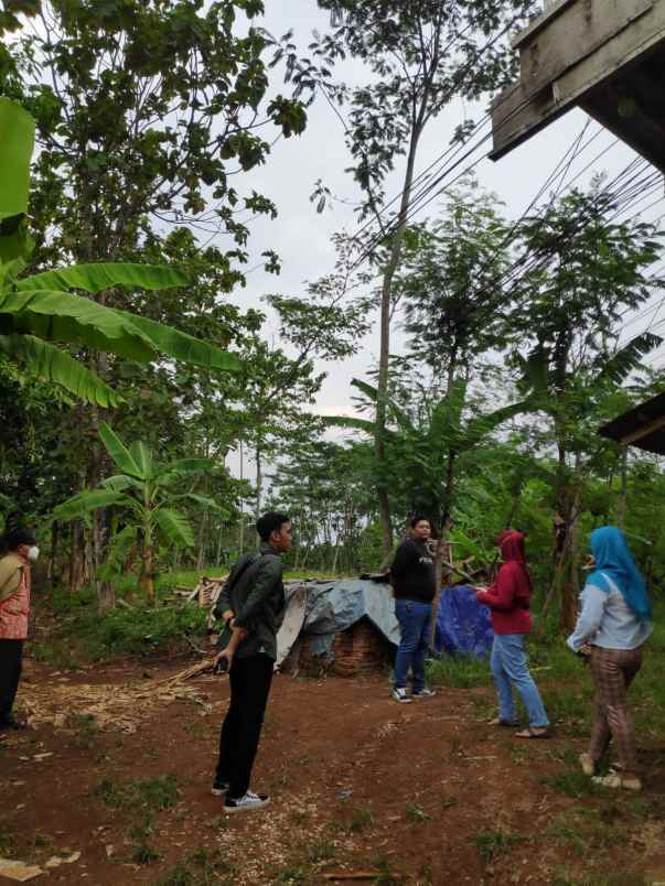 rumah bulusan