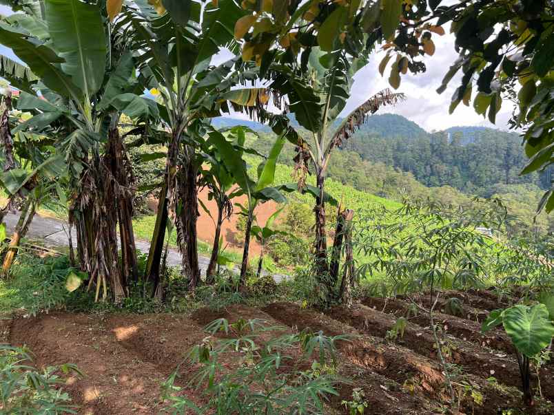 tanah 1150m dekat wisata grojogan sewu tawangmangu