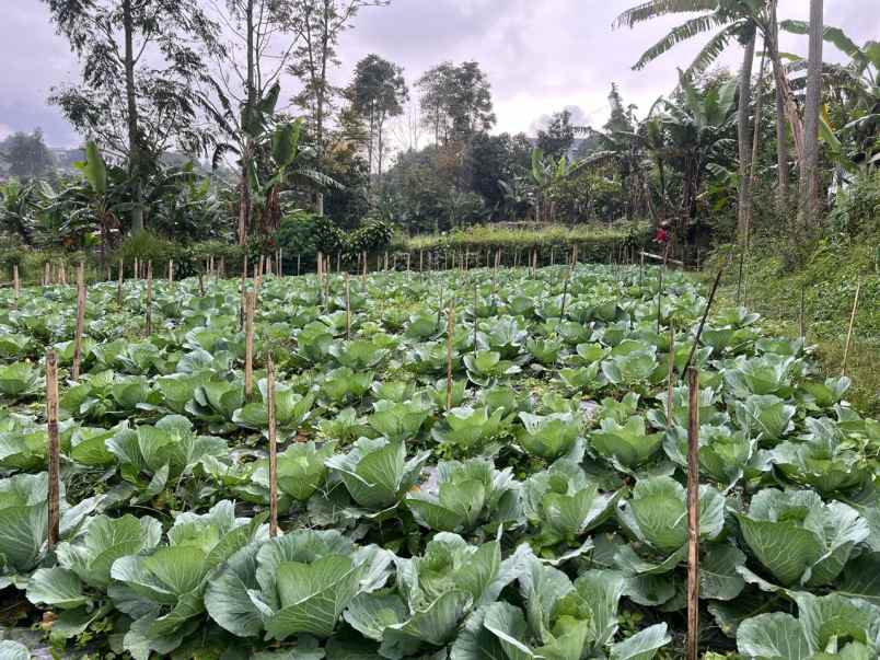 tanah 300m kawasan wisata strategis tawangmangu