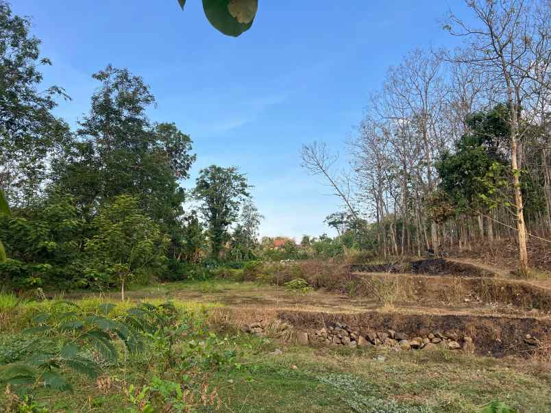 tanah 6746m cocok untuk kebun sragen