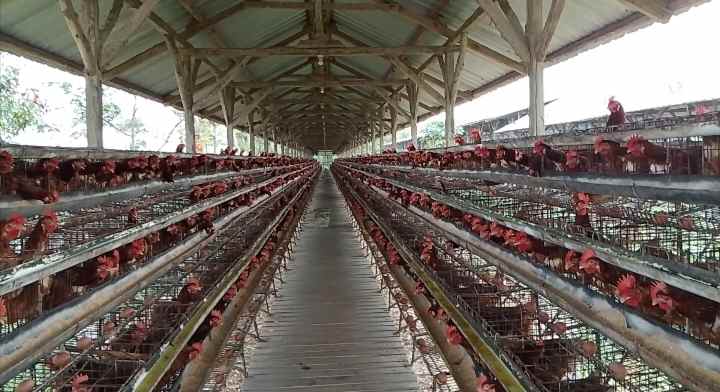 tanah bangunan kandang ayam petelur subang jawa barat