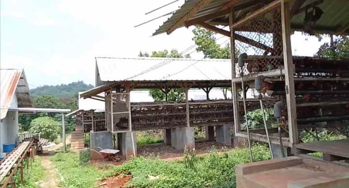 tanah bangunan kandang ayam petelur subang jawa barat