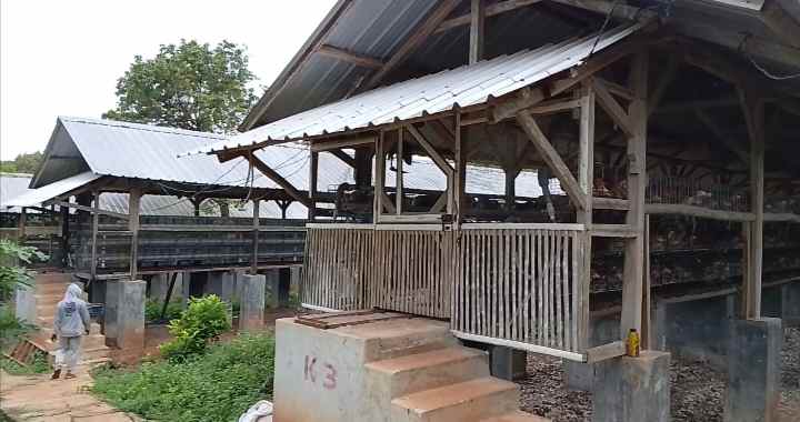 tanah bangunan kandang ayam petelur subang jawa barat