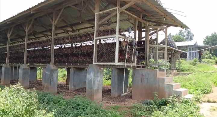 tanah bangunan kandang ayam petelur subang jawa barat