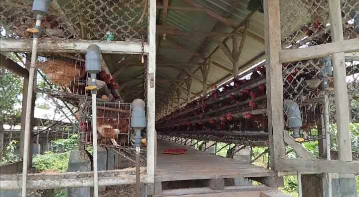 tanah bangunan kandang ayam petelur subang jawa barat