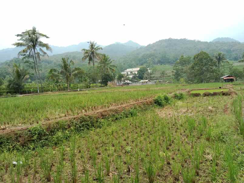 tanah dan bangunan kolam cisalak subang jawa barat