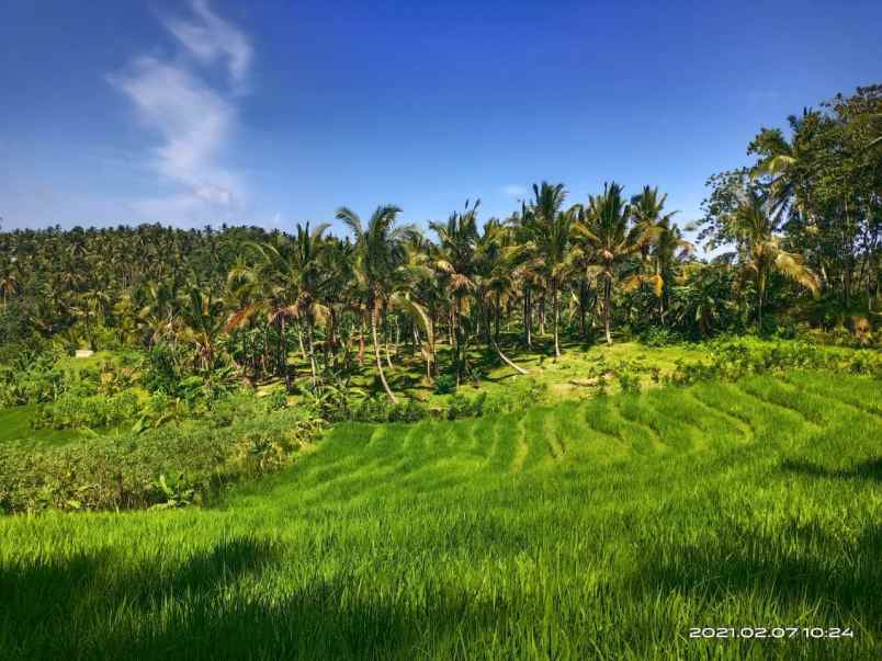 tanah gadung sari selemadeg