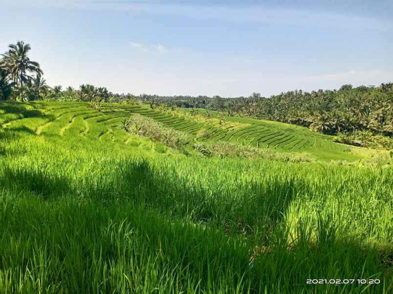 tanah gadung sari selemadeg