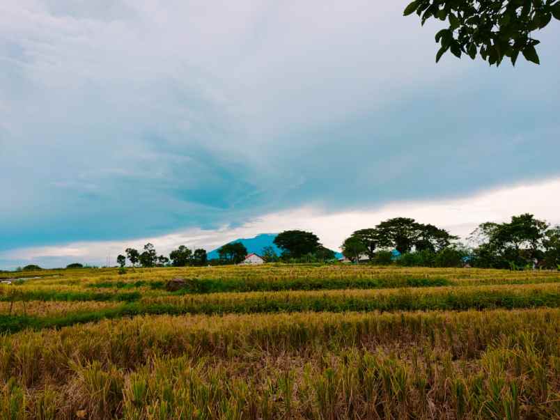 tanah kaliboto mojogedang