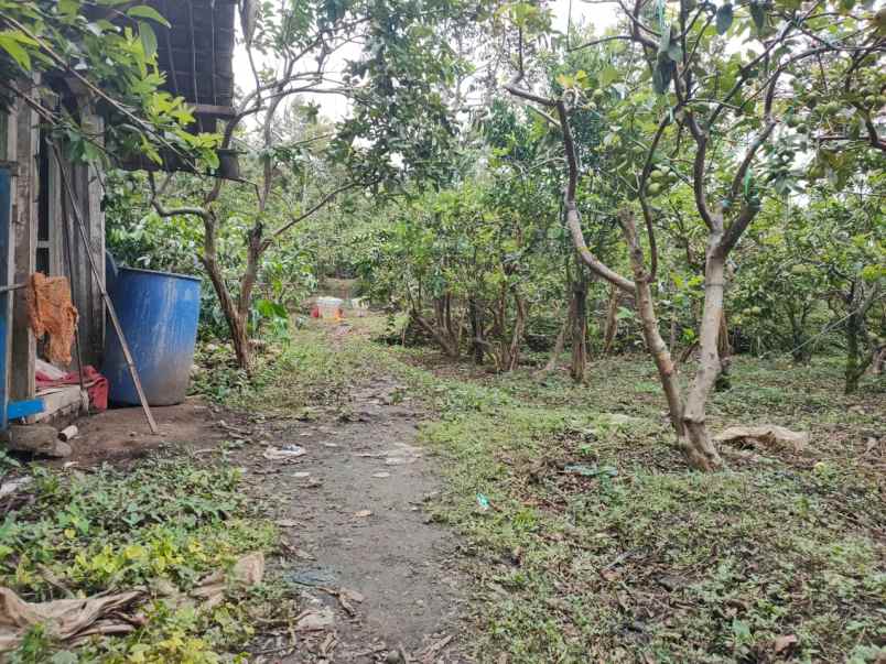 tanah kebun buah murah poros jalan bumiaji kota batu