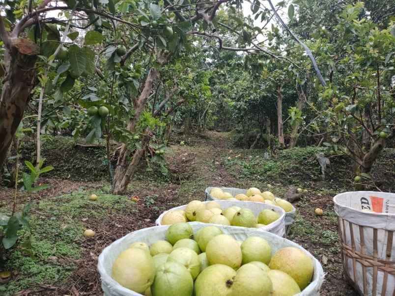 tanah kebun buah murah poros jalan bumiaji kota batu