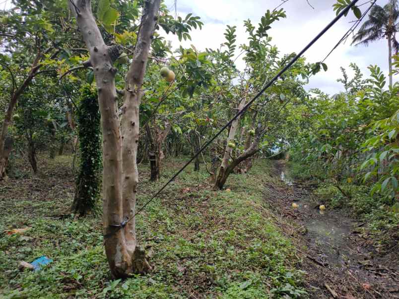 tanah kebun buah murah poros jalan bumiaji kota batu