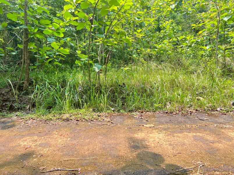 tanah kebun jati 75 juta kedawung sragen