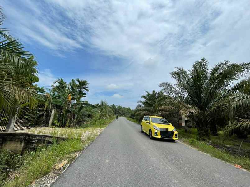 tanah kebun sawit pulau cinta