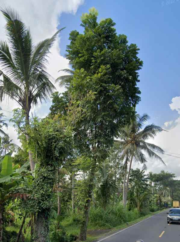 tanah mengwi badung bali