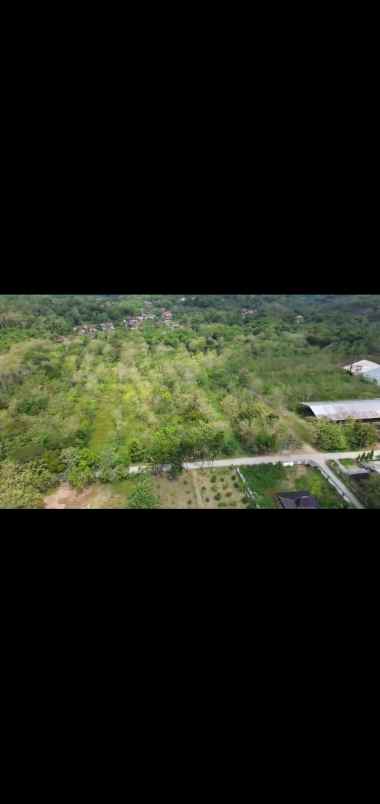 tanah murah bonus pohon jati