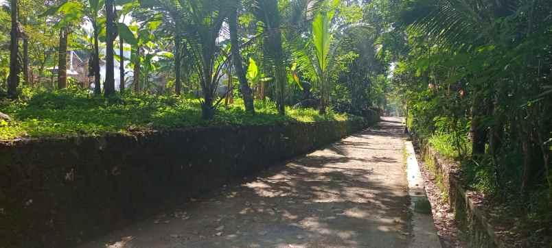 tanah pekarangan luas tangkil karangnongko