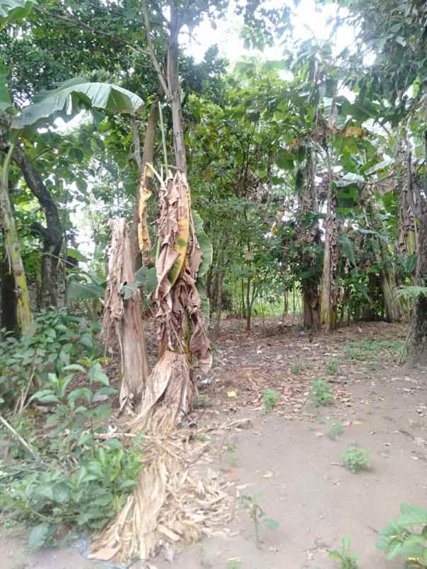 tanah pekarangan pandeyan grogol sukoharjo jawa tengah