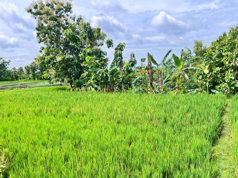 tanah sawah subur 2150m kedawung sragen