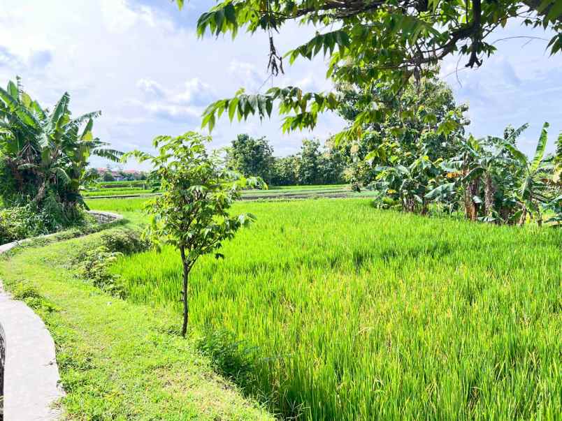 tanah sawah subur 2150m kedawung sragen