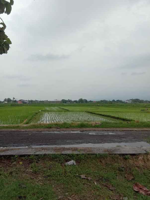 tanah subur 1147m2 masaran sragen