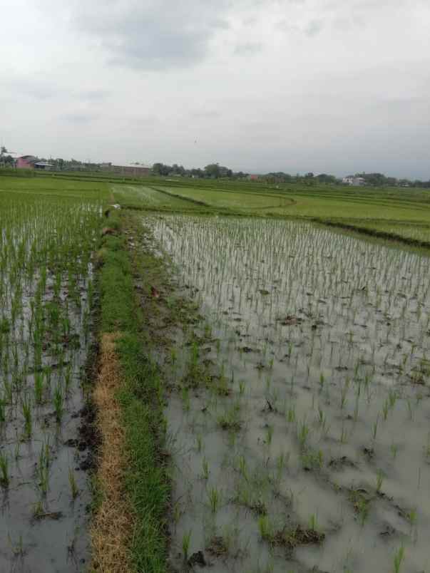 tanah subur 1147m2 masaran sragen