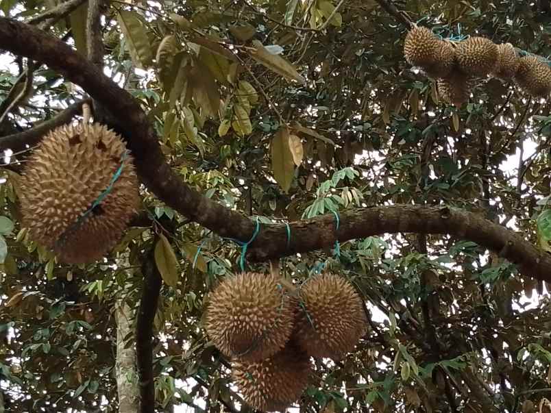 vila kebun produktif cijambe subang jawa barat