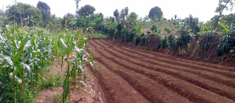 dijual murah tanah di taman sari ciapus surat shm