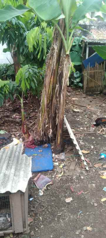 dijual rumah di jl jivit gang amid ujung rt 02 rw 03