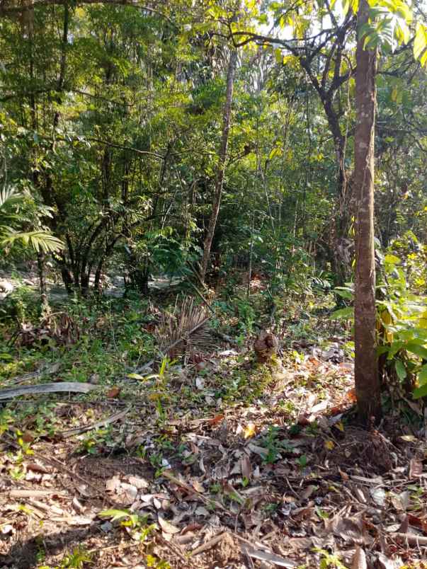 dijual tanah banjar dinas munduk desa
