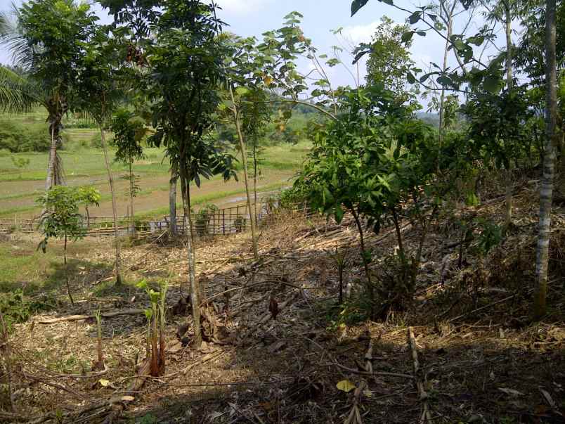 dijual tanah cibatu