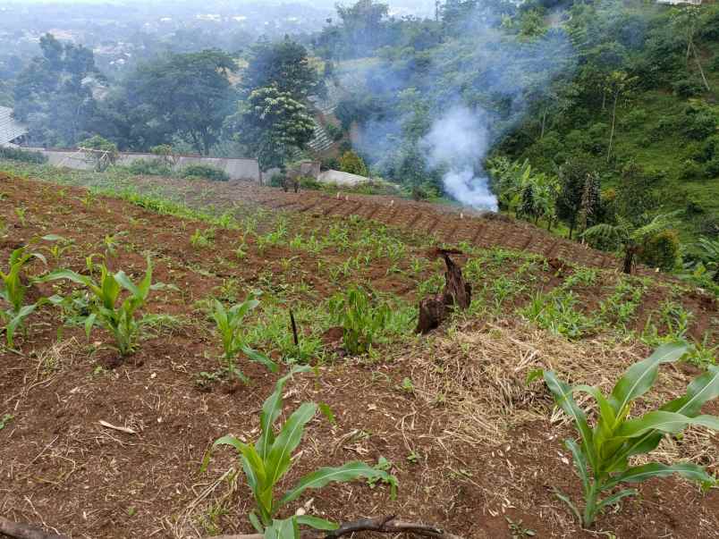 dijual tanah cipelang cijeruk bogor