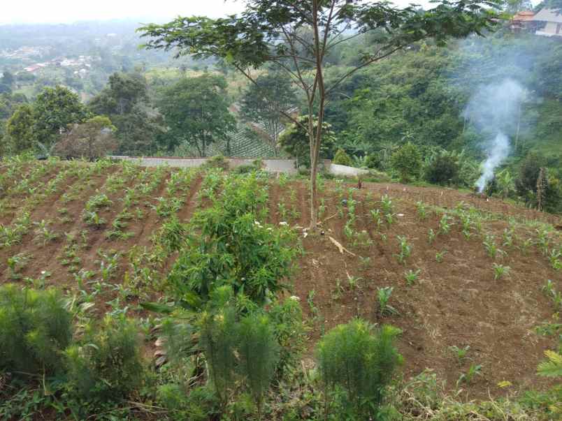 dijual tanah cipelang cijeruk bogor