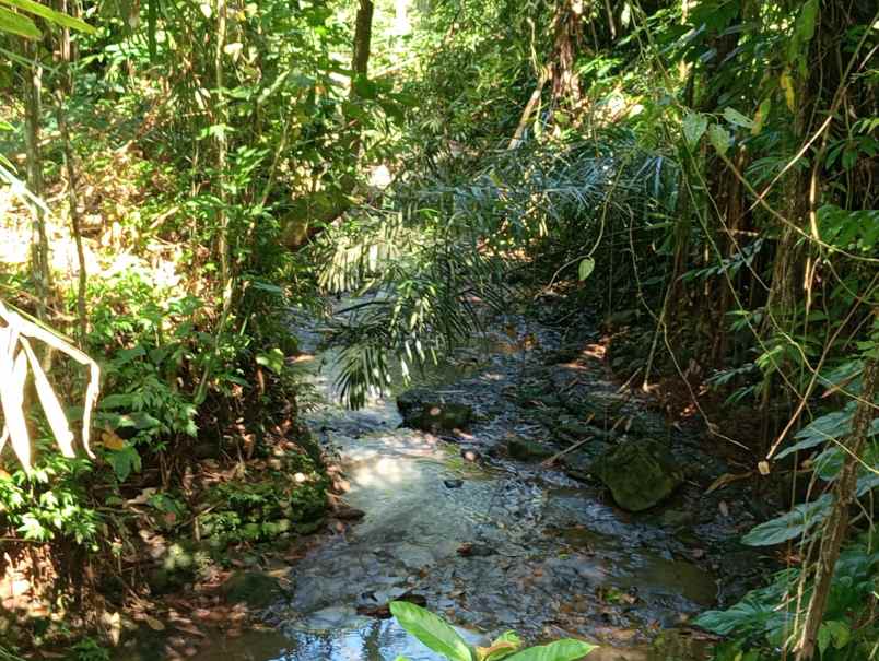 dijual tanah dengan isian penuh tanaman produktif