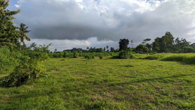 dijual tanah desa kembiritan kec